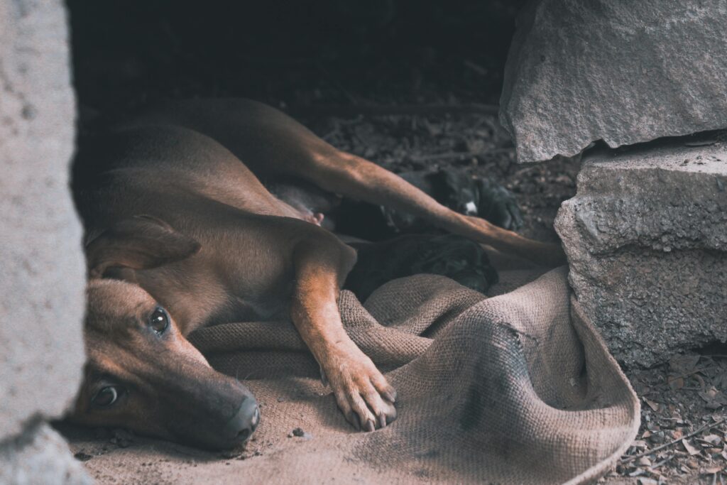 A stray dog lying on burlap among rocks, capturing its serene yet sad demeanor in a gritty urban setting.