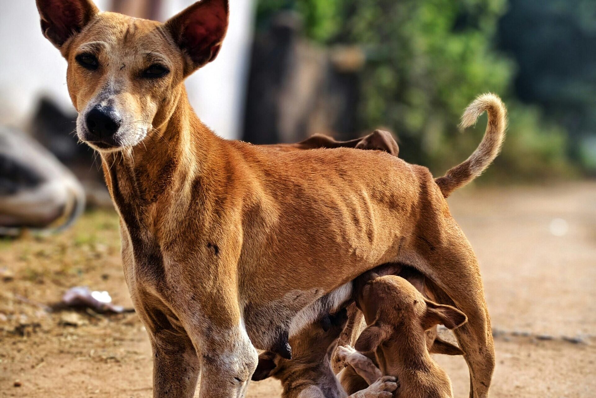 A mother dog nurturing her puppies in an outdoor setting in Cuttack, India.